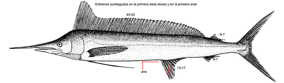 Tetrapturus pfluegeri_01.jpg